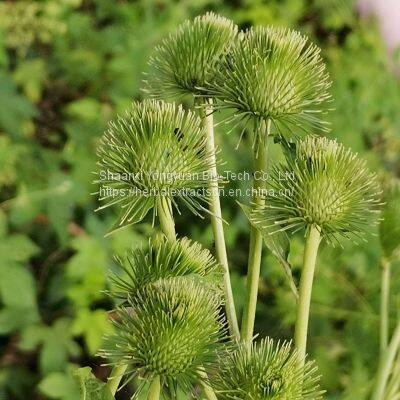 Arctiin 20% HPLC, Arctium lappa Extract, Burdock Extract, Great Burdock Achene Extract, CAS No.: 20362-31-6, Yongyuan Bio