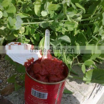 Canned Tomato Paste, Sachet Tomato Paste, Tomato Sauce, Tomato Puree, Ketchup, glass ,sachet