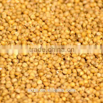 Hybrid Sorghum Seeds photo-3