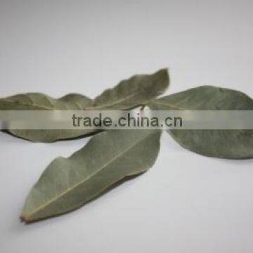 New season Bay Leaurel Leaf Turkish Origin Bay Leaf Bay Leaf