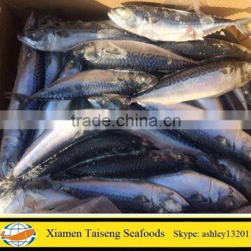 New Landing Frozen Atlantic Mackerel Fish for Sale