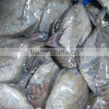 Frozen black pomfret whole round size 200-300 and 300-500