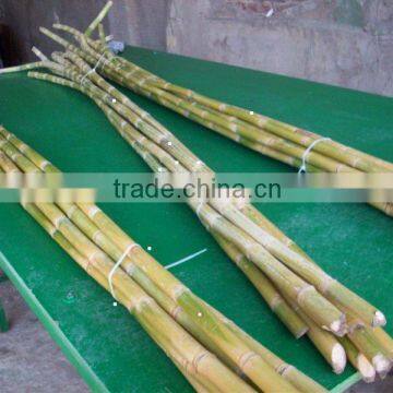 Fresh sugarcane