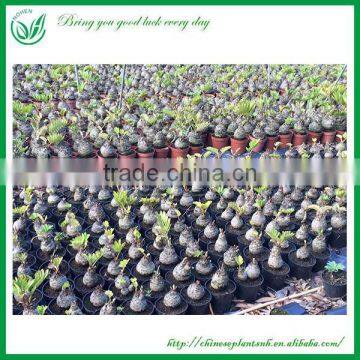 Indoor and Outdoor Ornamental Zamia Furfuracea Ait Plants
