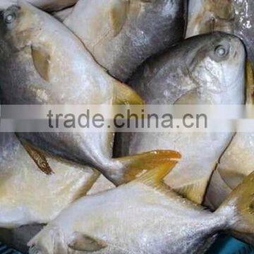 Frozen Golden Pomfret Fish photo-2