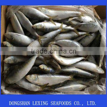 Seafood Sardine Fish