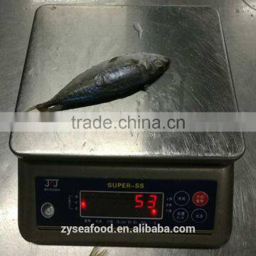 2017 Hot Sales Fish Land Frozen Good Round Scad photo-2