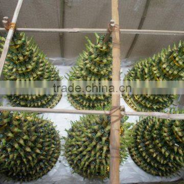 Lucky Bamboo ( Dracaena Sanderiana) photo-2