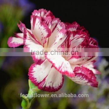 popular fresh flower cut flower farm carnation for parties