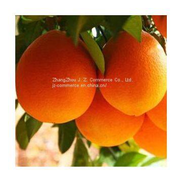 Navel Orange