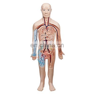 HC-S235 Human anatomical blood circulation teaching model Blood Circulatory system model cardiovascular and heart anatomy model