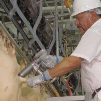 Jarvis HBD-1 630W Pig Anal Opener for the Cutting Hog Bung and Pig Abattoir Slaughter and Chicken Slaughter,anal Opener,poultry Slaughter photo-2