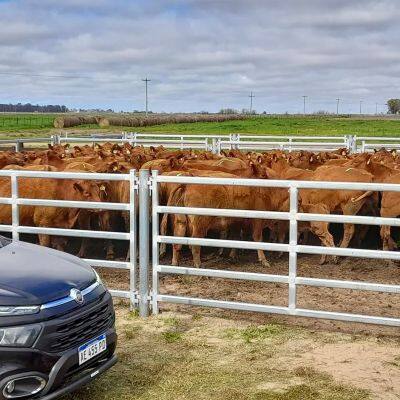 Australia Cheap Cattle Farm Fence Galvanized Iron Rails Welded Cattle Equipment photo-2