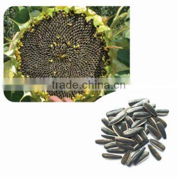 1310 Chinese hybrid sunflower seed