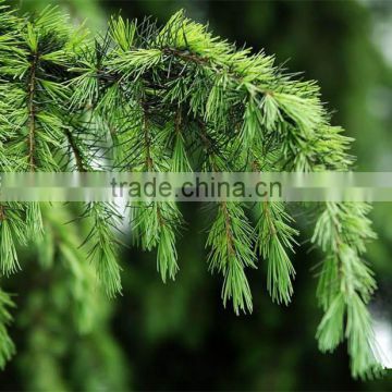 100 pure and Natural Pine Needle Oil,Pine leaf Oil