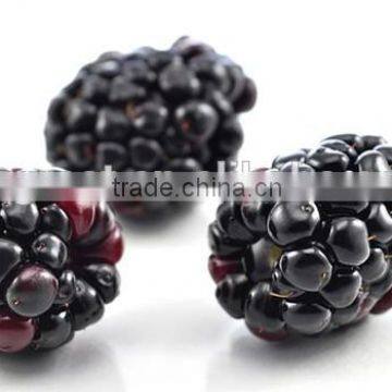 High quality IQF Frozen Blackberry with best price