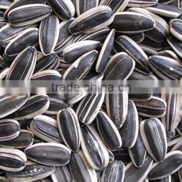 black sunflower seed in shell