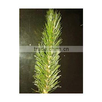 PVC Pine Needles (Normal End and Fork End)