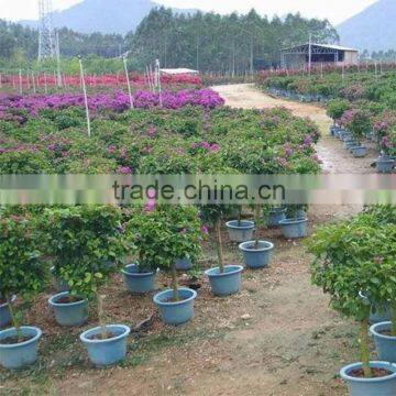 Bougainvillea for Freeway Landscape photo-3