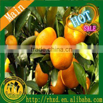 new crop fresh mandarin orange