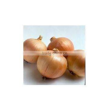 Fresh Onion ( Red - Yellow - White - spring) crops 2014