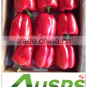 Red Capsicum