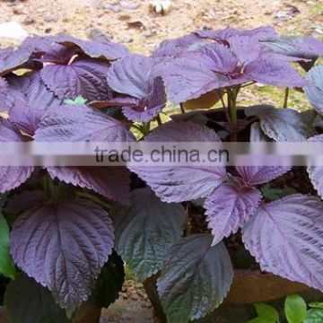 High Quality Purple Perilla Seeds For Growing