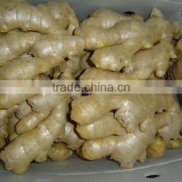 Fresh Ginger (air Dried) photo-6