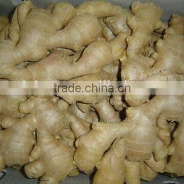 Fresh Air Dried Ginger photo-3