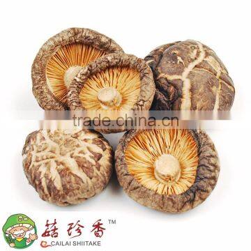 Suizhou Hubei choped dried shiitake mushroom champignon manufacture