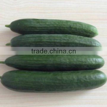 CU1002 Mazer 001 heat resistant all female f1 hybrid cucumber seeds