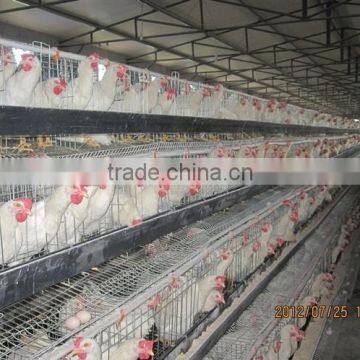 high quality steel chicken coop for laying hens use for 12 years