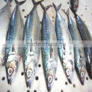 300-500g small sized fresh frozen fish