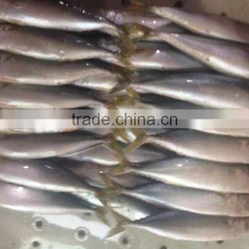 Frozen pacific mackerel in good quanlity on sale