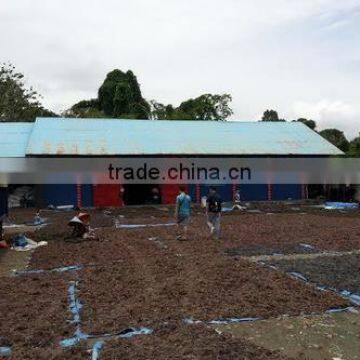 Sell Gracilaria, Eucheuma Spinosum And Eucheuma Cottoni Seaweeds photo-5