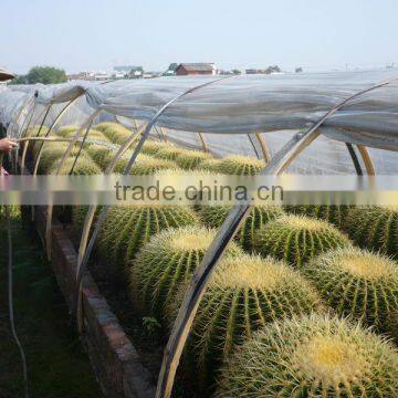 Echinocactus Grusonii in Box Packing photo-4