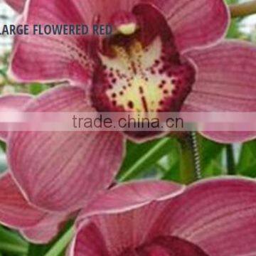 CYMBIDIUM LARGE FLOWERED RED