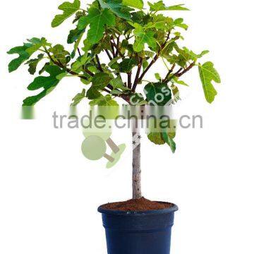 Ficus Carica "Mini Copa"