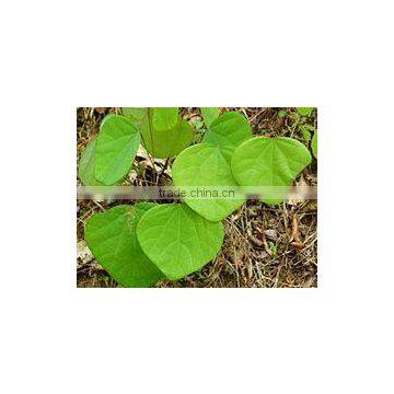 CISSAMPELOS PAREIRA photo-2