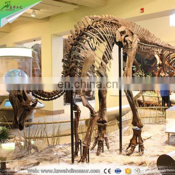 KAWAH High Quality Skeleton Replica Authentic Dinosaur Fossils For Sale