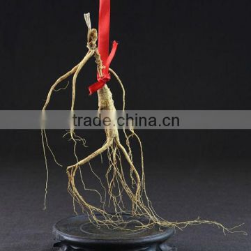 wild ginseng, natural wild ginseng