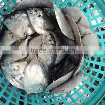 Crude moon fish with sizes 30- 40 pcs / ctn