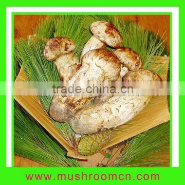 Fresh Matsutake--Hot sale in Japan