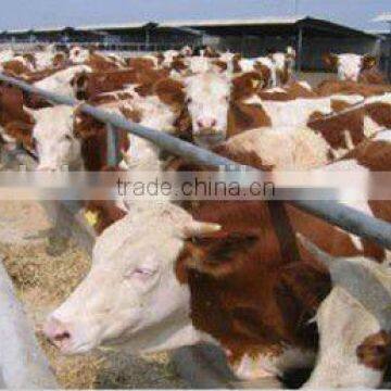 Composting Agent for Cattle Farm to Use Manure Make Organic Fertilizer