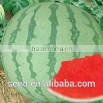 SX No.6 triploid seedless watermelon seed for sale