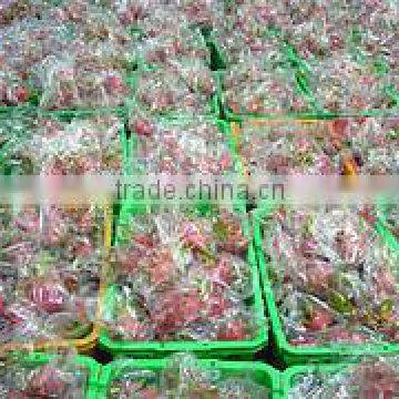 Fresh Dragon Fruit with best quality