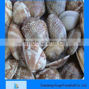 Frozen high quality shell clam