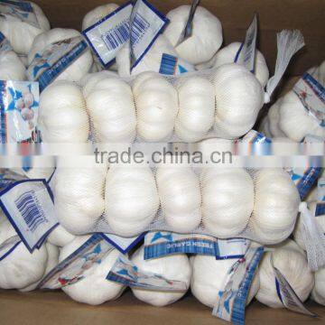White Garlic Competive Price photo-4