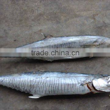 Spanish Mackerel Whole (Seafrozen)