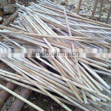 Wooden Stick Eucalyptus photo-6